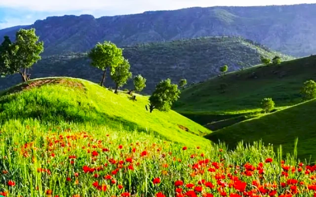 Arjan plain : a pristine and dreamy nature.
